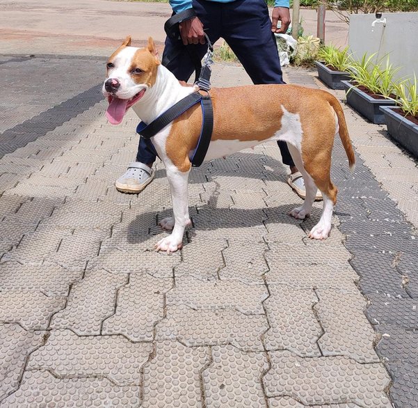 American Staffordshire Terrier For Sale In Kochi