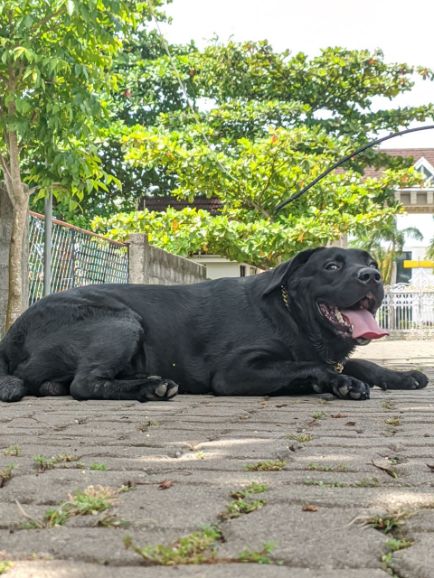 Labrador Retriever Dogs For Mating In Kollam