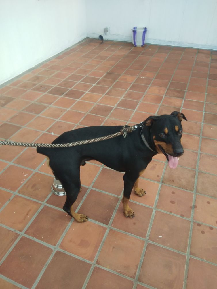 Rottweiler Dogs For Mating In Mandi HP