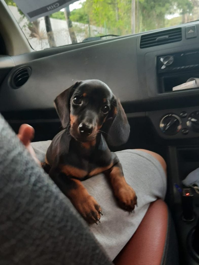 Dachshund Dogs For Mating In Chennai