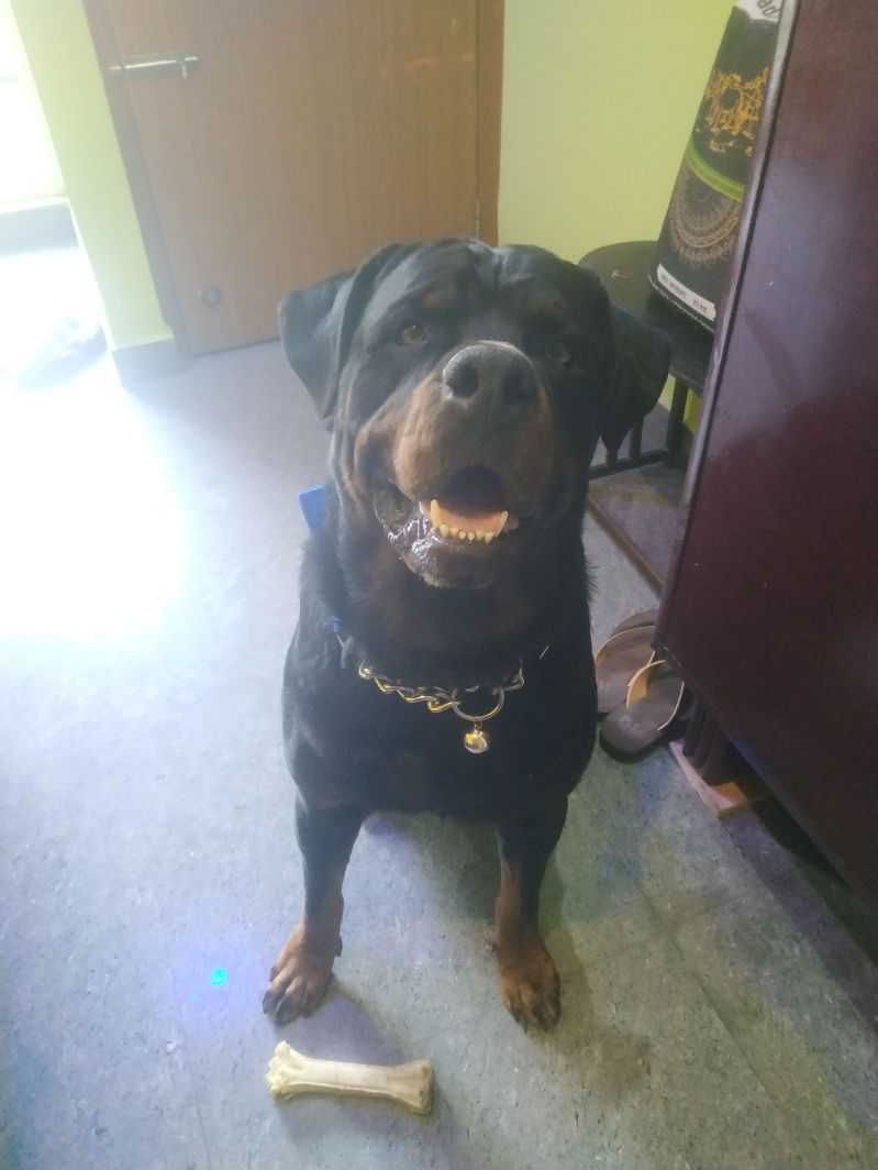 Rottweiler Dogs For Mating In Mandi HP