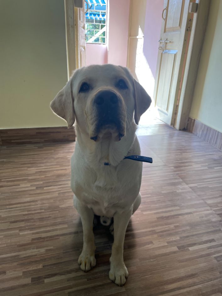 Labrador Retriever Dogs For Mating In Bhilai Nagar