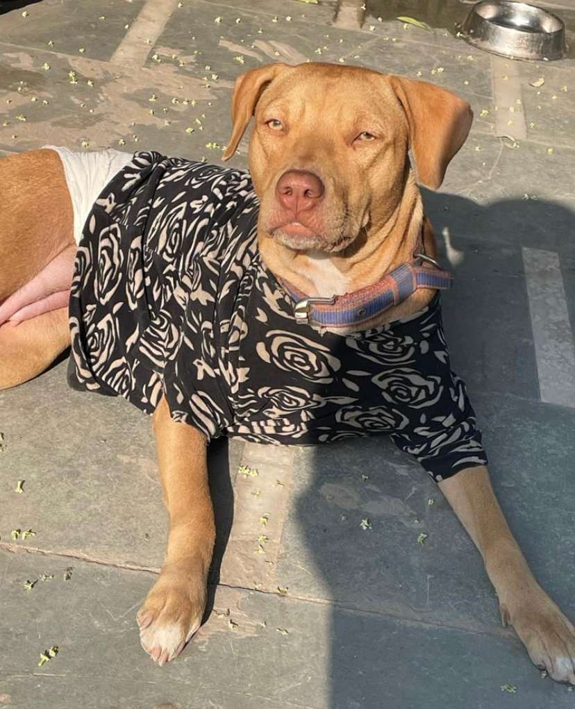Pitbull For Adoption In Agra