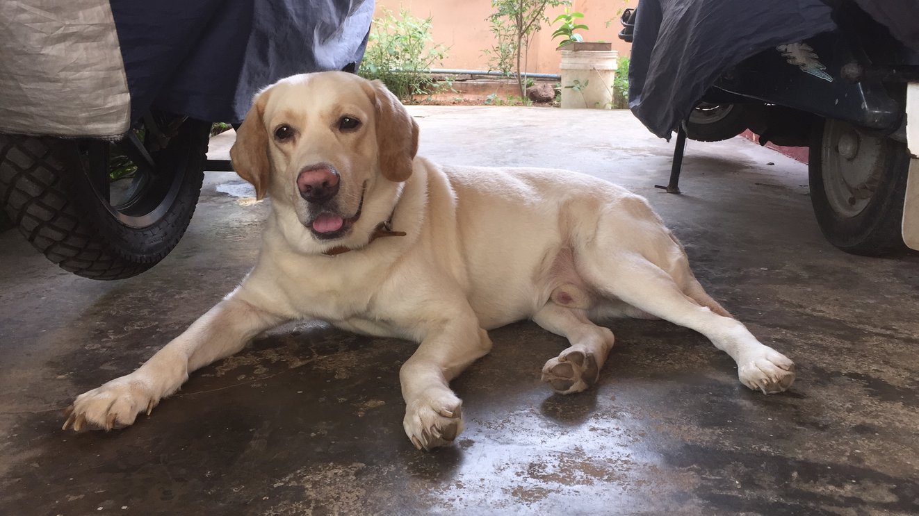 Labrador Retriever Dogs For Mating In Eluru