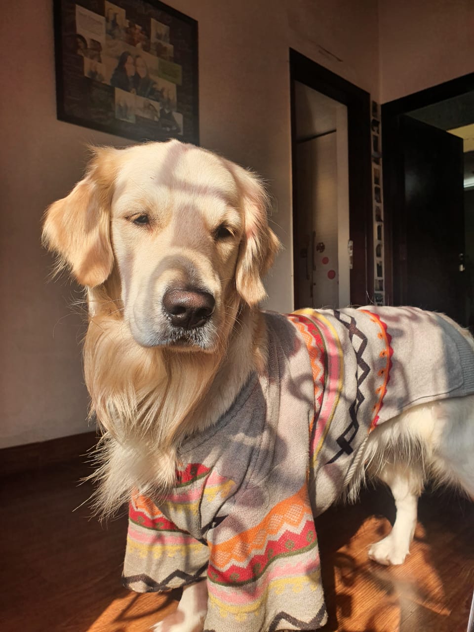 Golden Retriever Dogs For Mating In Vijayawada