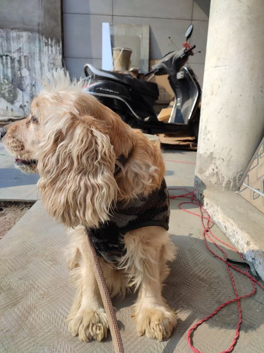 Cocker spaniel best sale mating