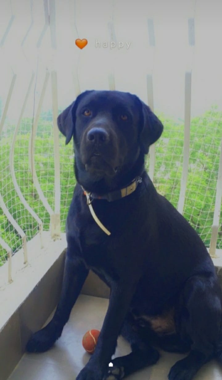 Labrador Retriever Dogs For Mating In Jaipur
