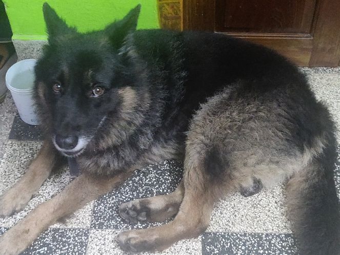 German Shepherd Dogs For Mating In Sikar
