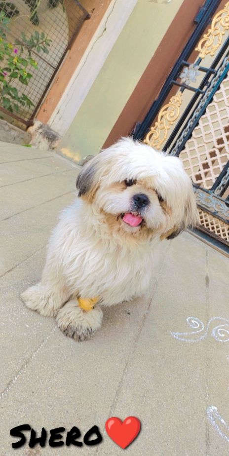 Shih Tzu Dogs For Mating In Hyderabad