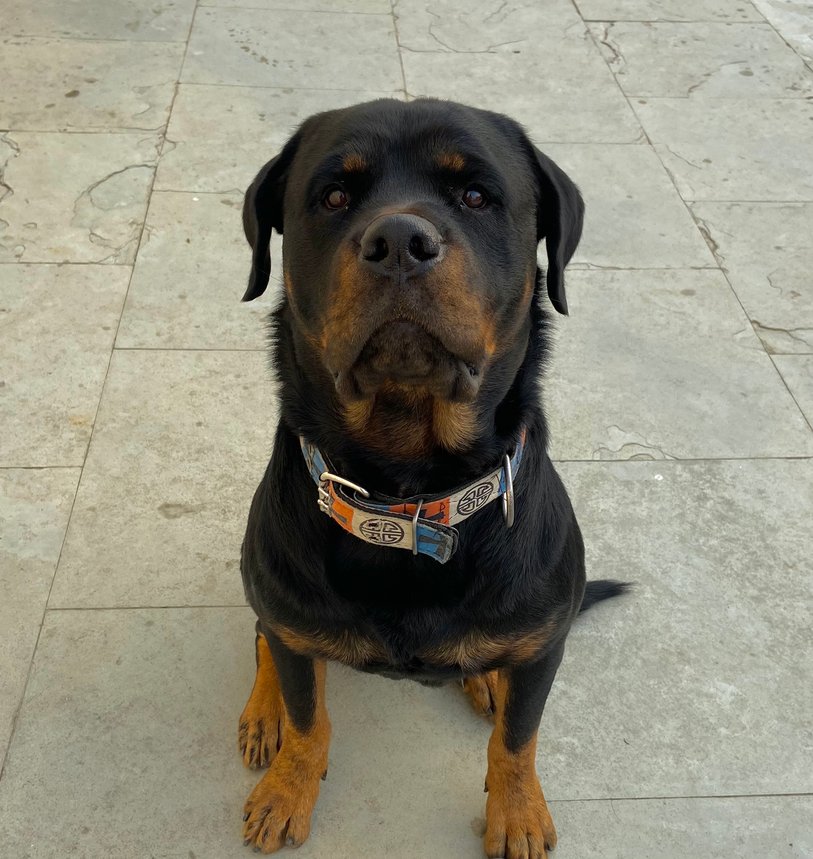 Rottweiler Dogs For Mating In Chennai
