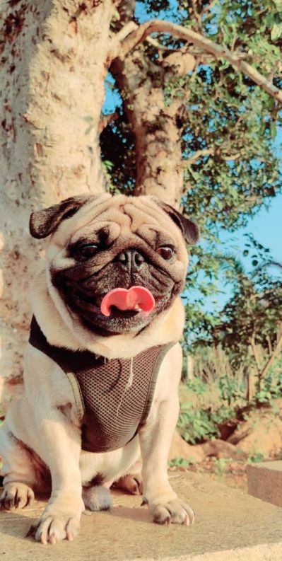 Pug Dogs For Mating In Hyderabad