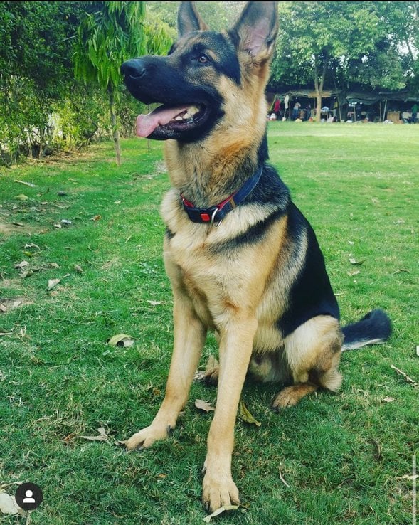 German Shepherd Dogs For Mating In Noida
