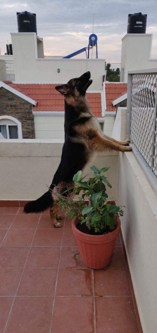 German Shepherd Dogs For Mating In Madurai