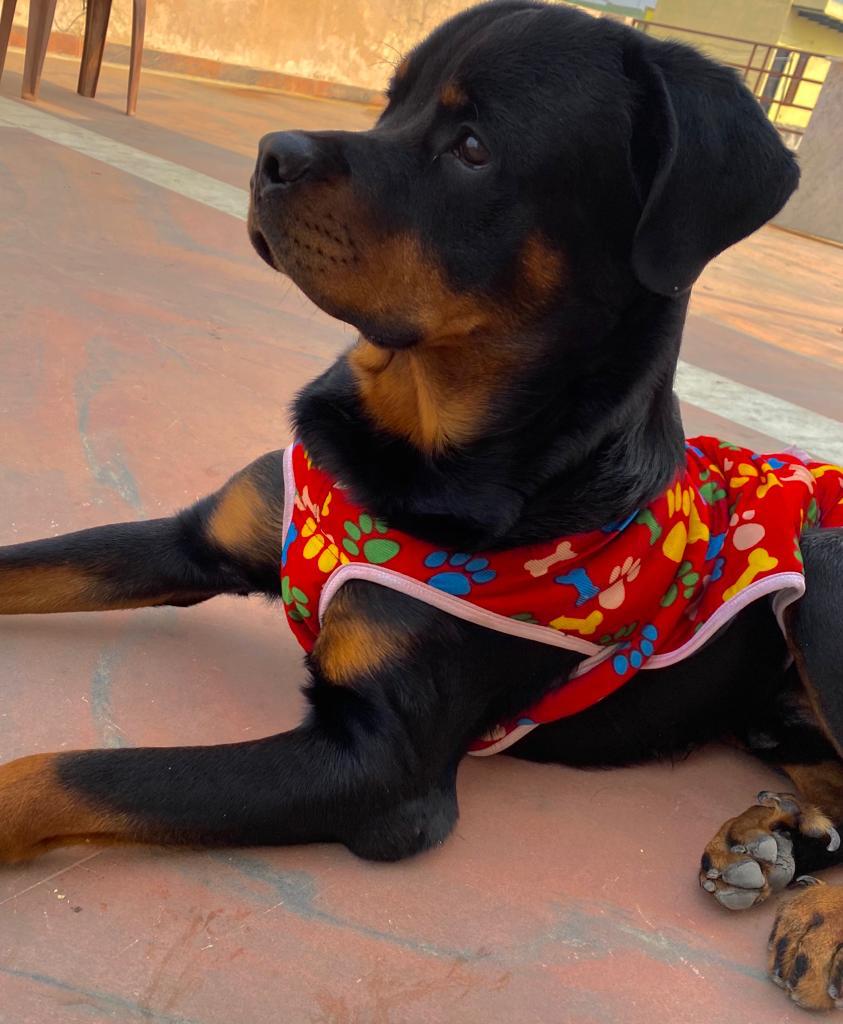 Rottweiler Dogs For Mating In Chennai