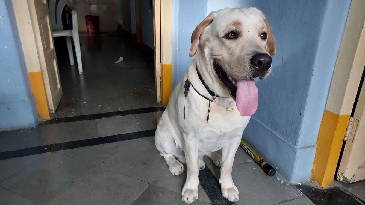 Labrador Retriever Dogs For Mating In Hyderabad