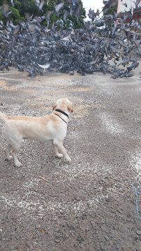 Labrador Retriever Dogs For Mating In Hyderabad
