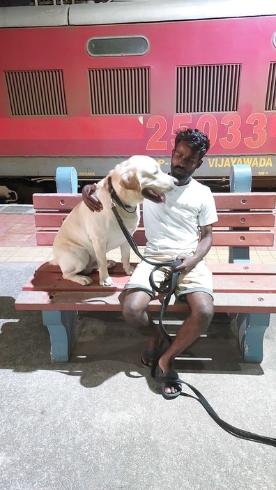 Labrador Retriever Dogs For Mating In Hyderabad