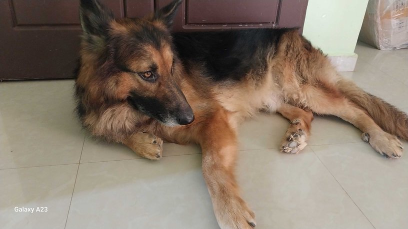 German Shepherd Dogs For Mating In Madurai