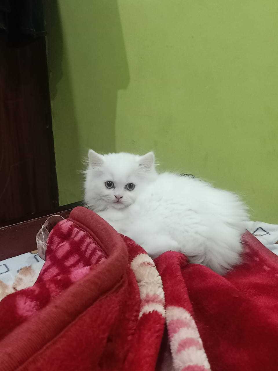 Mr n Mrs Pet