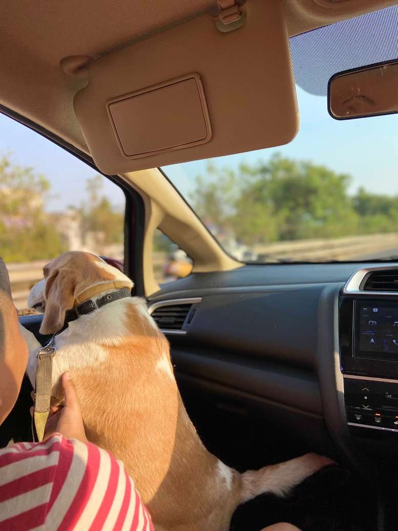 Beagle Dogs For Mating In Chennai