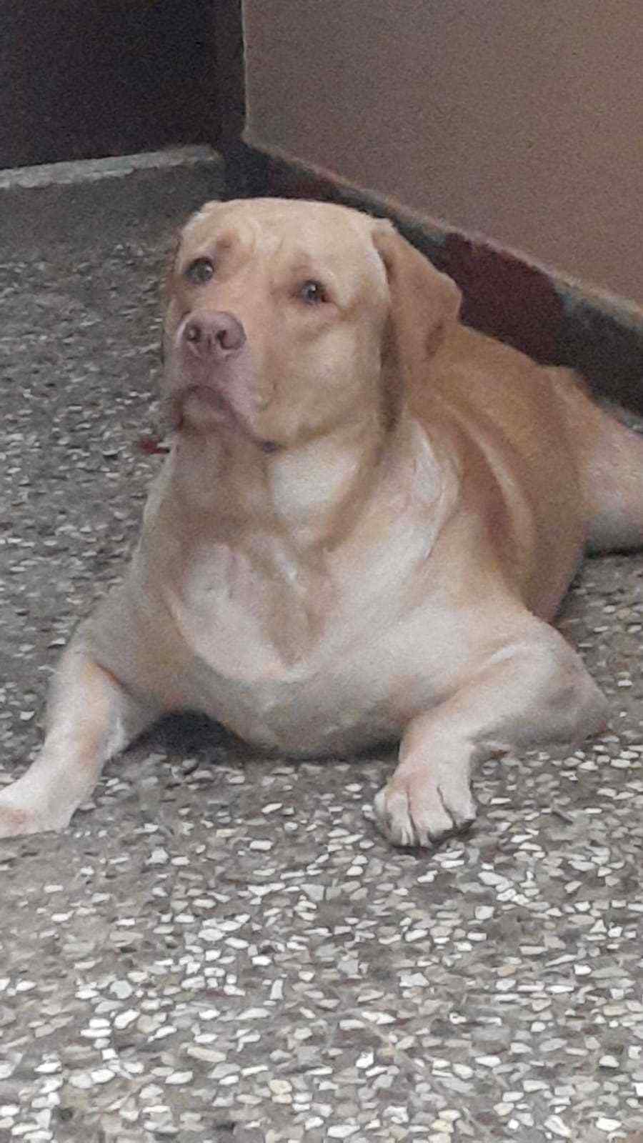 Labrador Retriever Dogs For Mating In Chennai