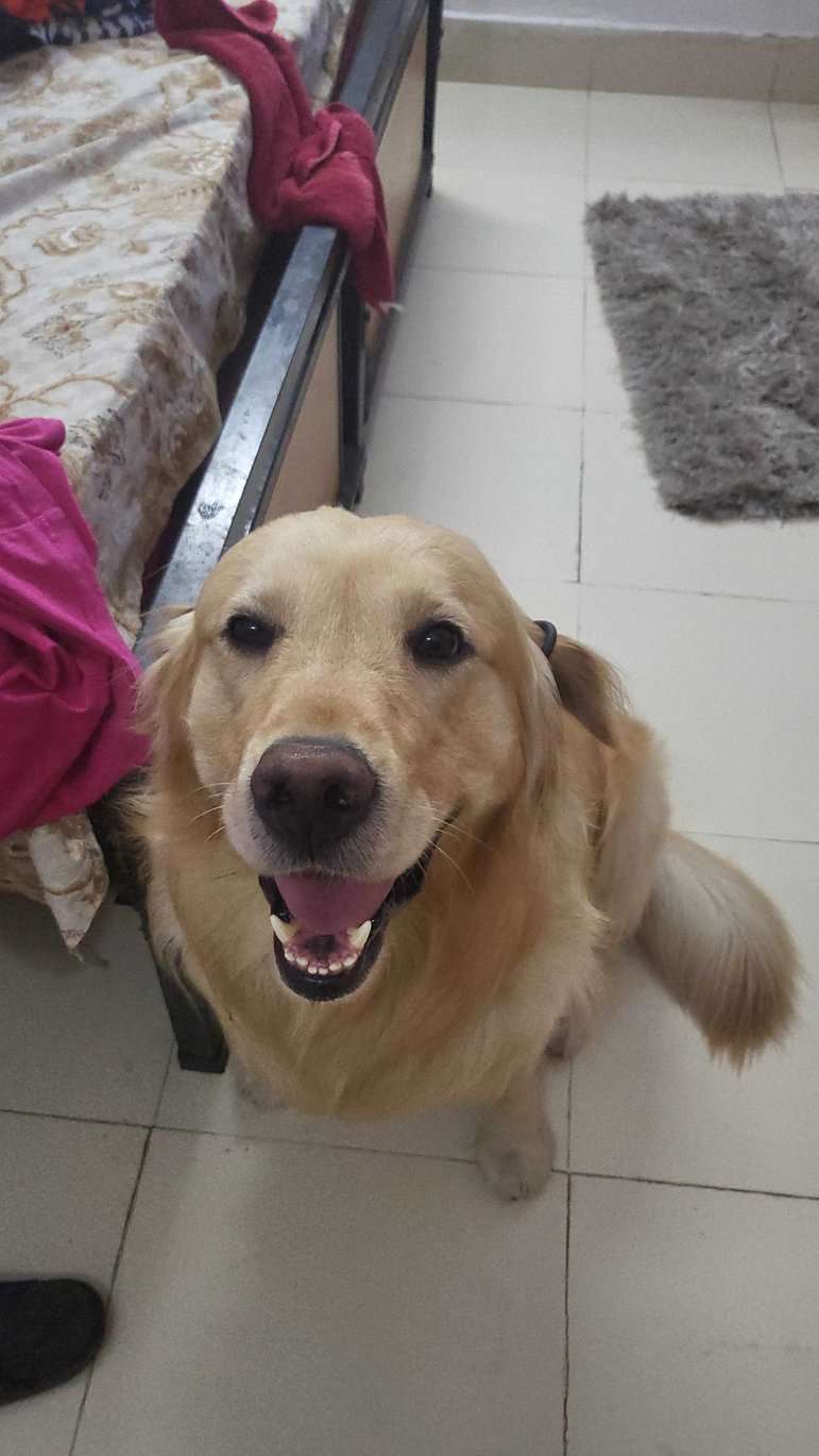 Golden Retriever Dogs For Mating In Agra