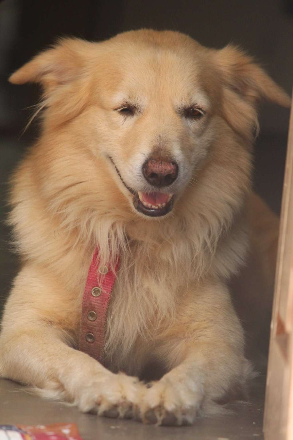 Golden Retriever Dogs For Mating In Guntur