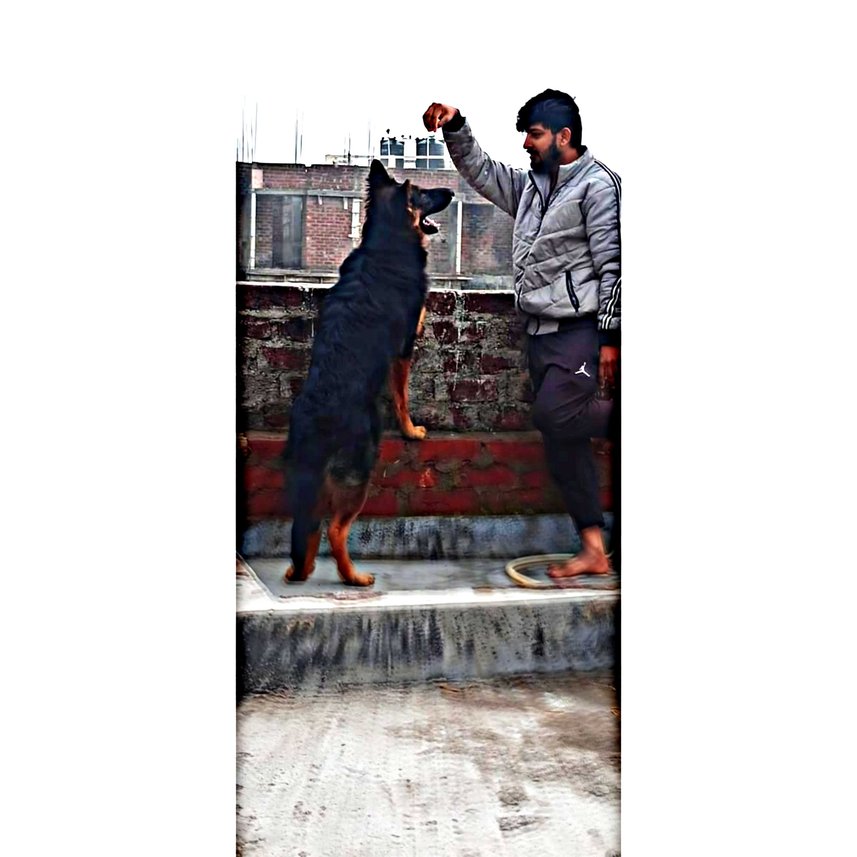 German Shepherd Dogs For Mating In Ranchi
