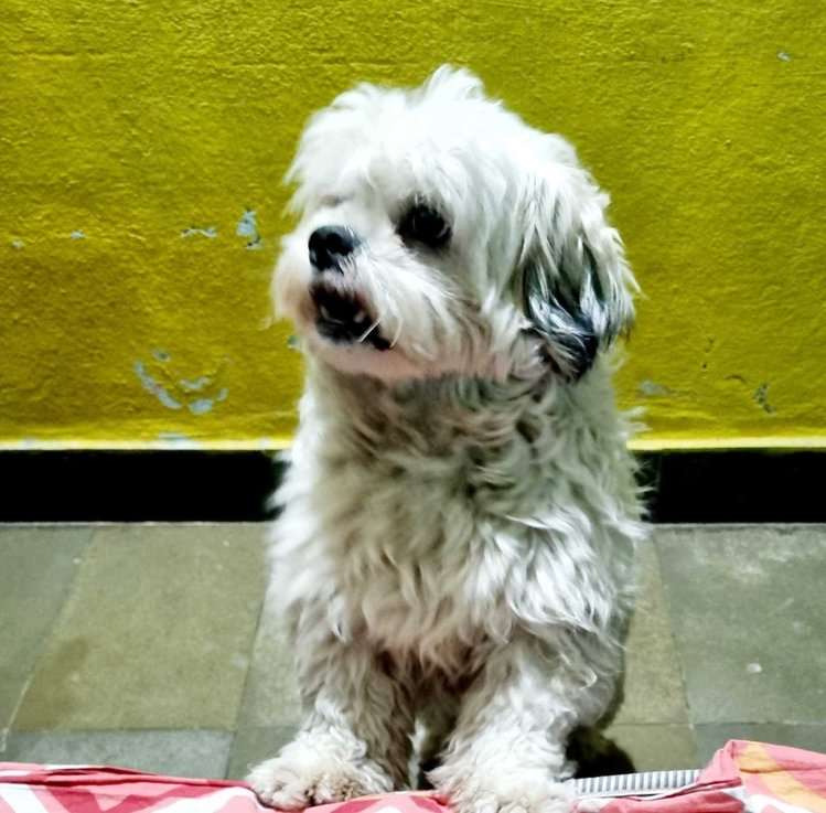 Shih Tzu Dogs For Mating In Hyderabad