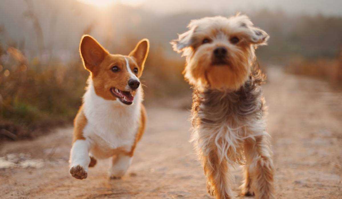 Is Pet life insurance necessary for Pet Owners?