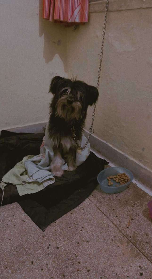 Lhasa Apso Dogs For Mating In Jaipur