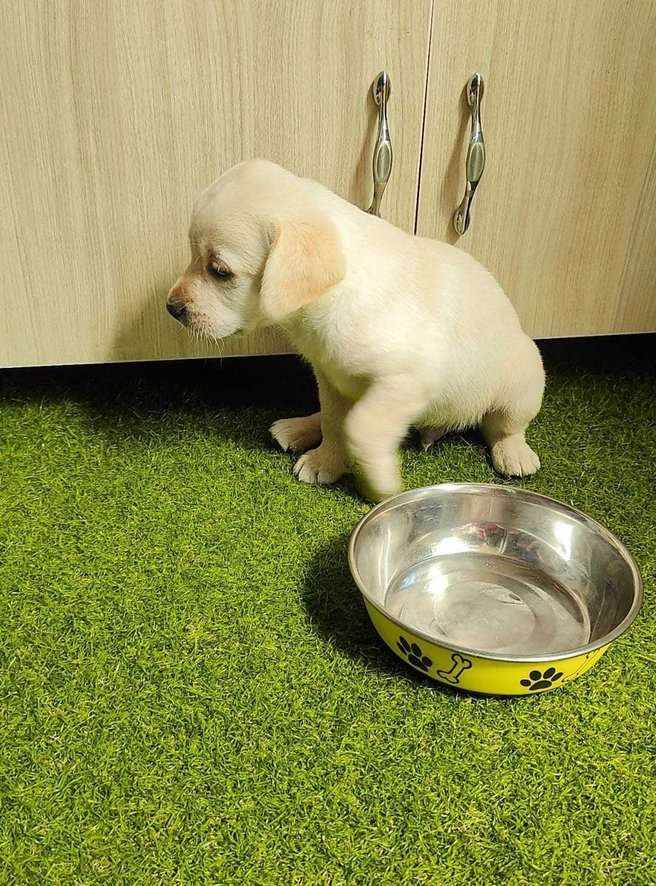 Labrador Retriever For Sale In Bangalore