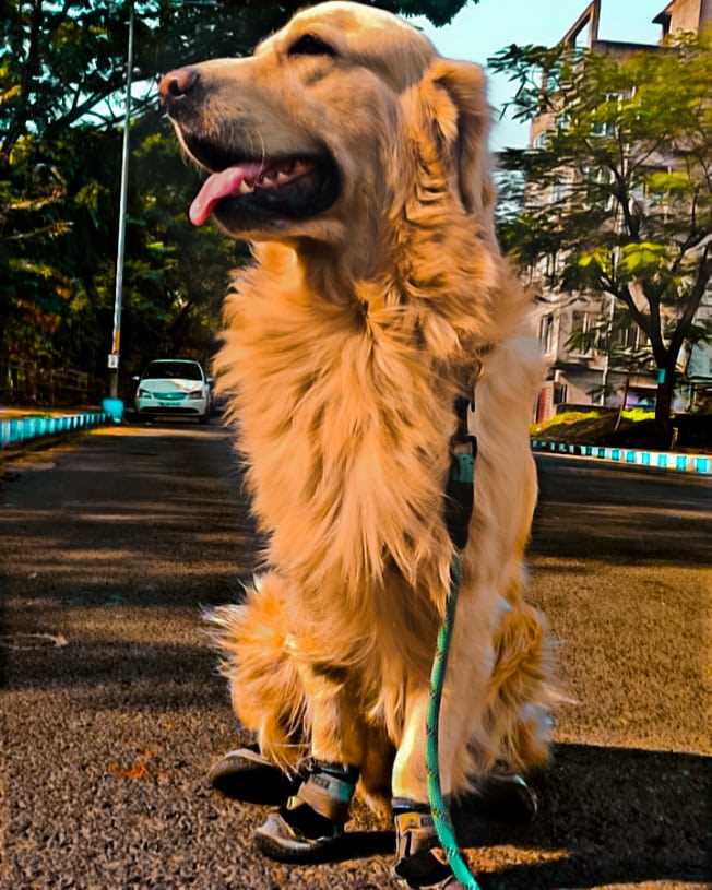Golden Retriever Dogs For Mating In Kolkata