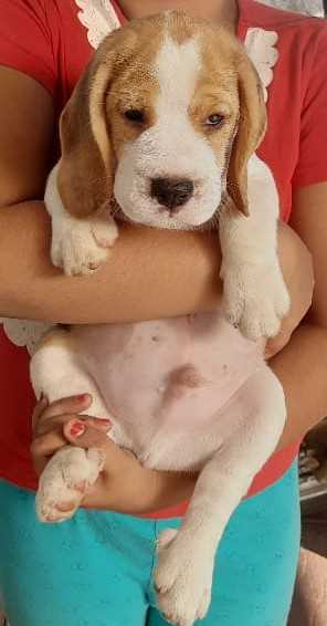 Olx beagle sales puppies for sale