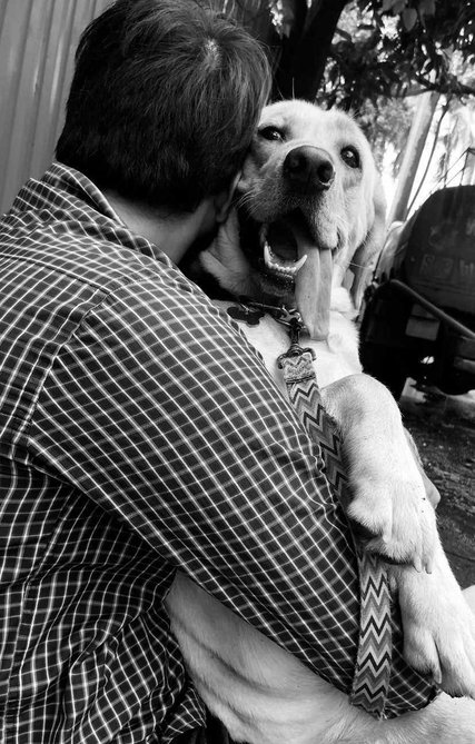 Labrador Retriever Dogs For Mating In Mumbai