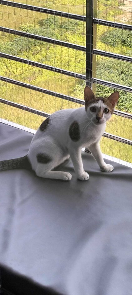 Kittens and Cats for Adoption Surat | Mr n Mrs Pet