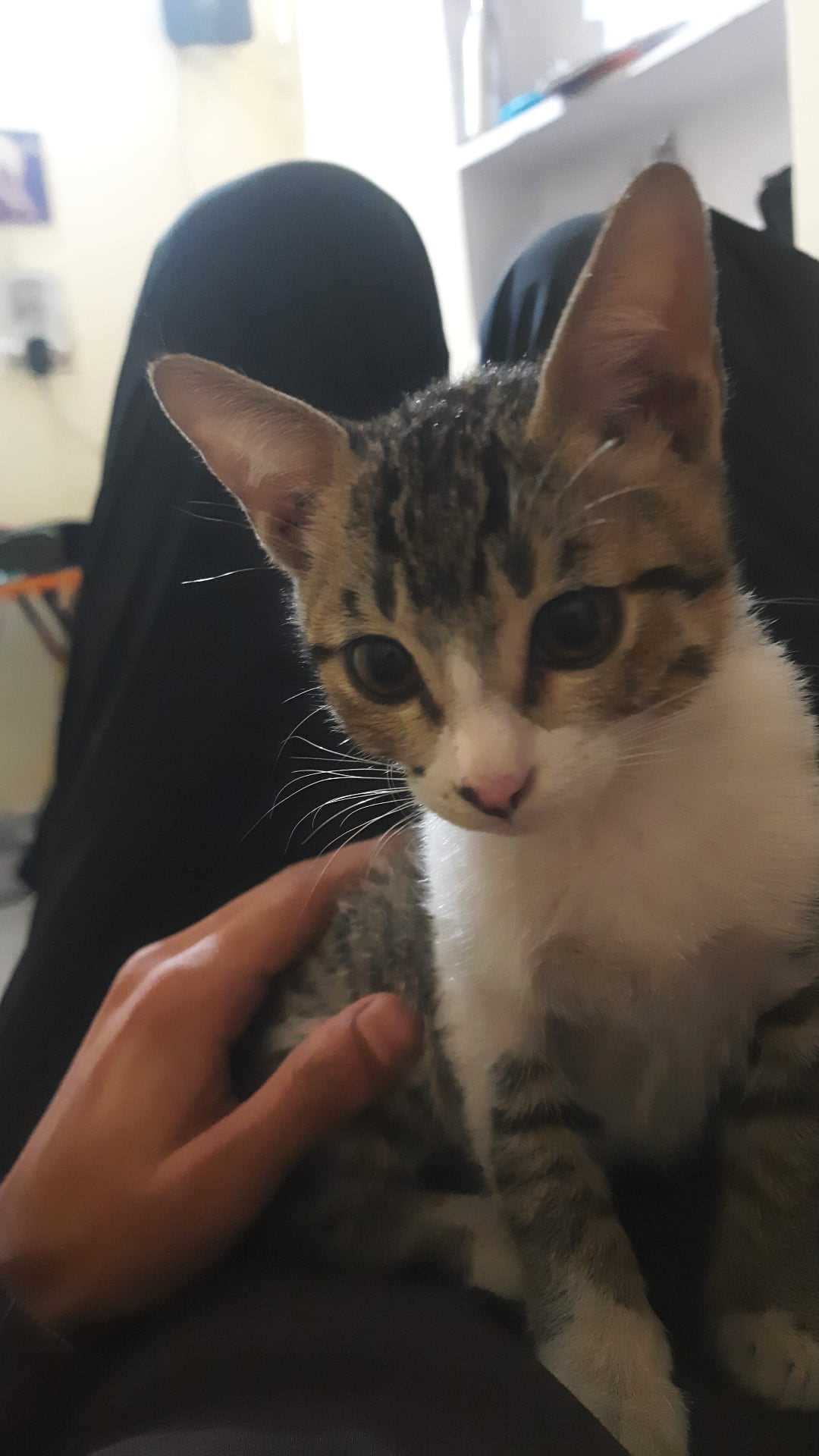 Indian Breed For Adoption In Jaipur
