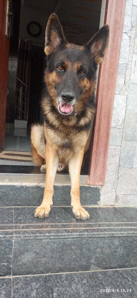 German Shepherd Dogs For Mating In Nagpur