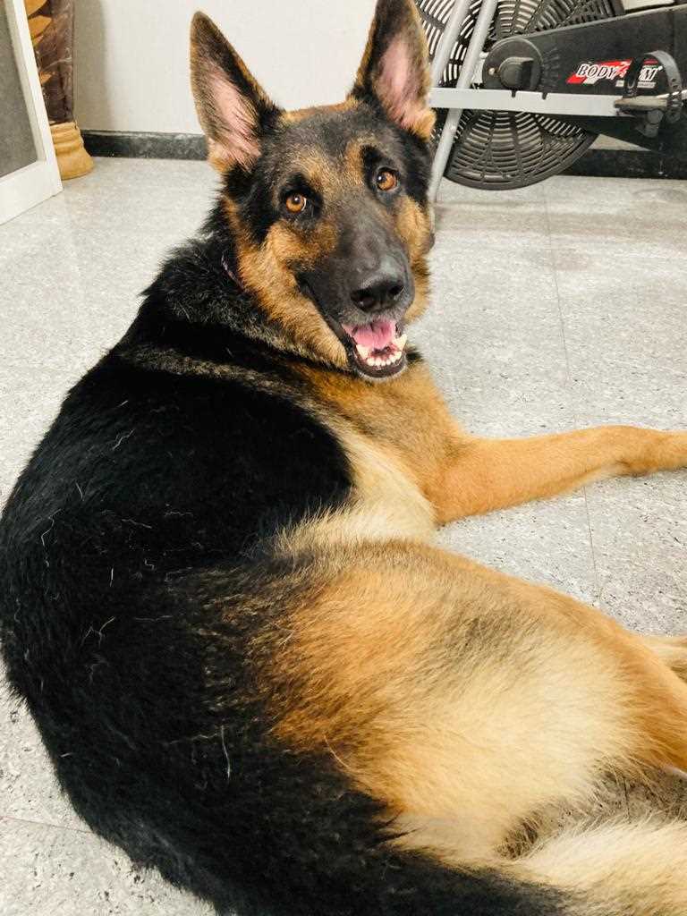 German Shepherd Dogs For Mating In Nagpur