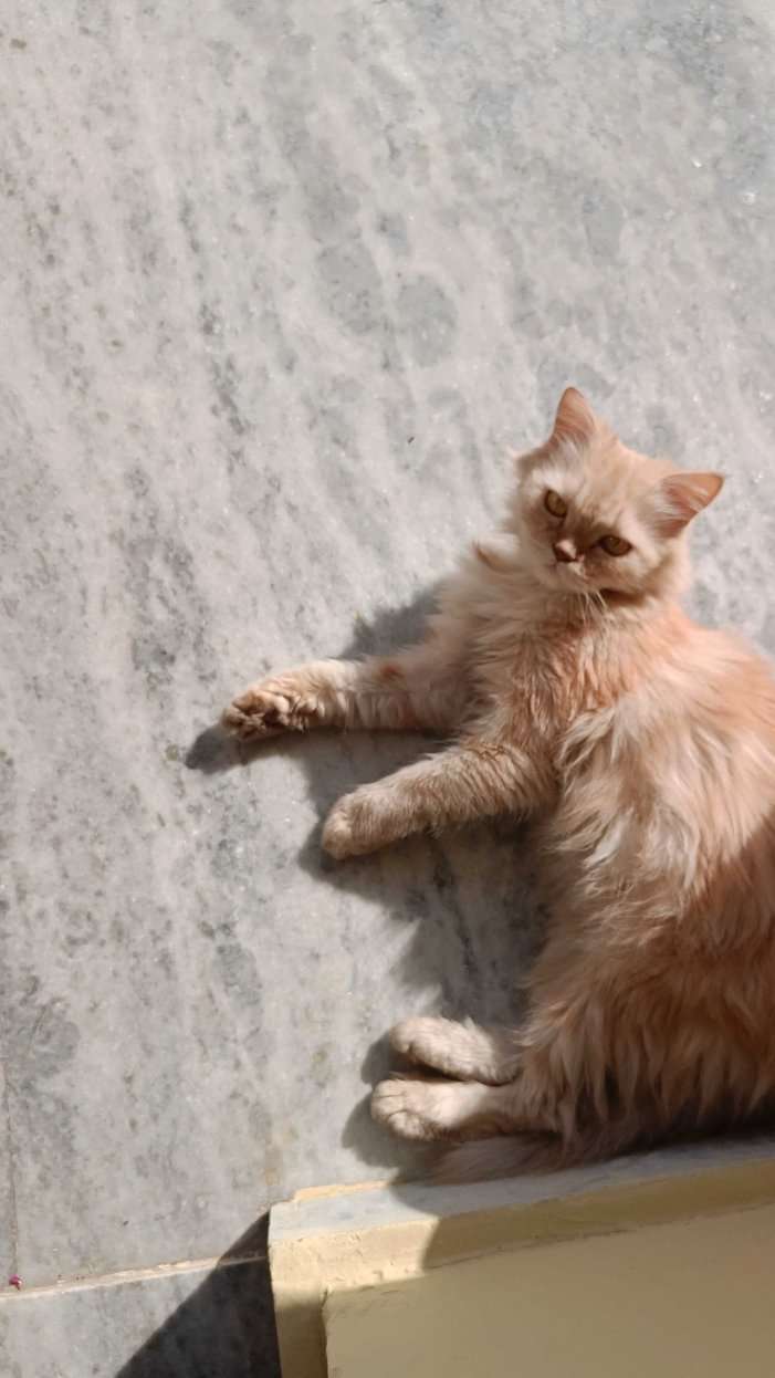 Persian For Adoption In Jaipur
