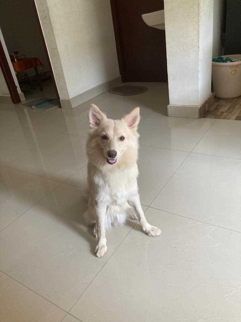 Indian Spitz For Adoption In Chennai
