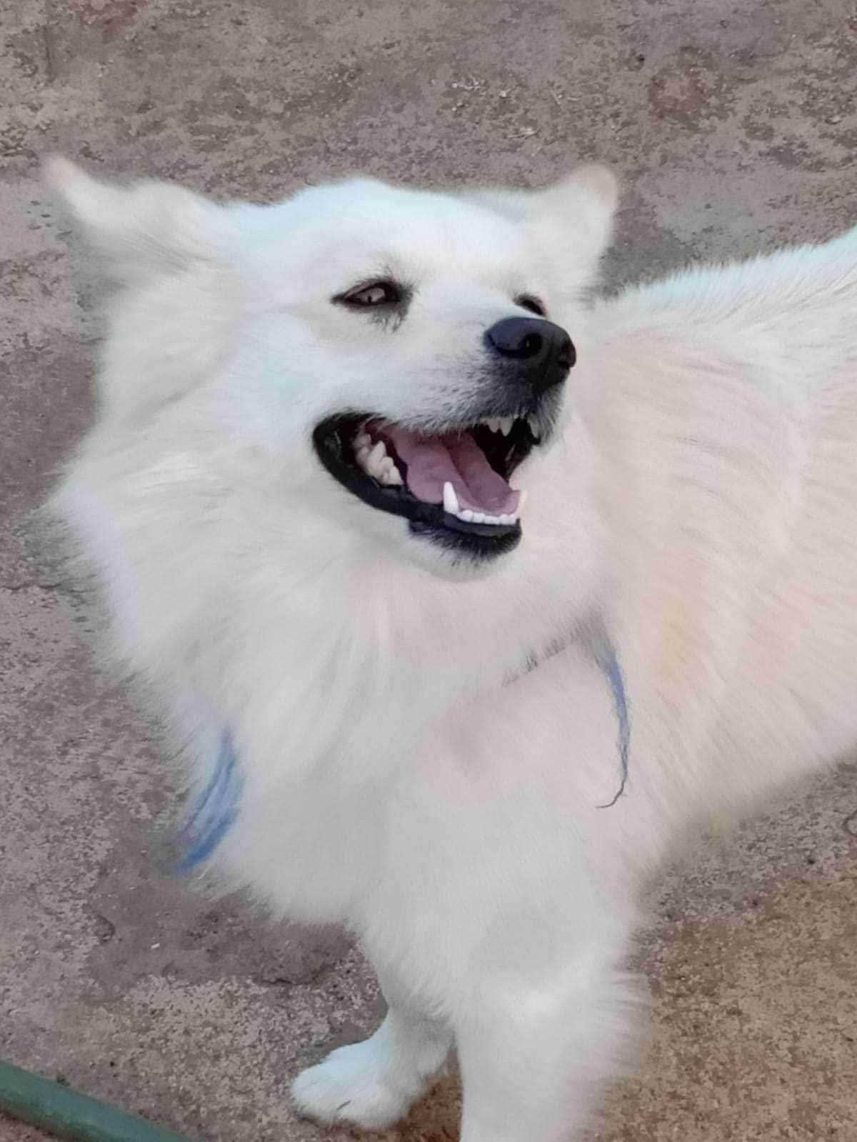 Pomeranian Dogs For Mating In Secunderabad