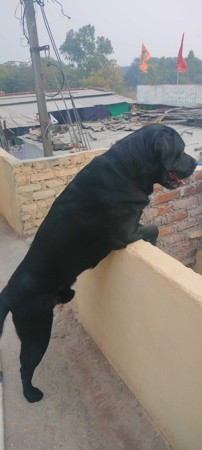 Labrador Retriever Dogs For Mating In Kota