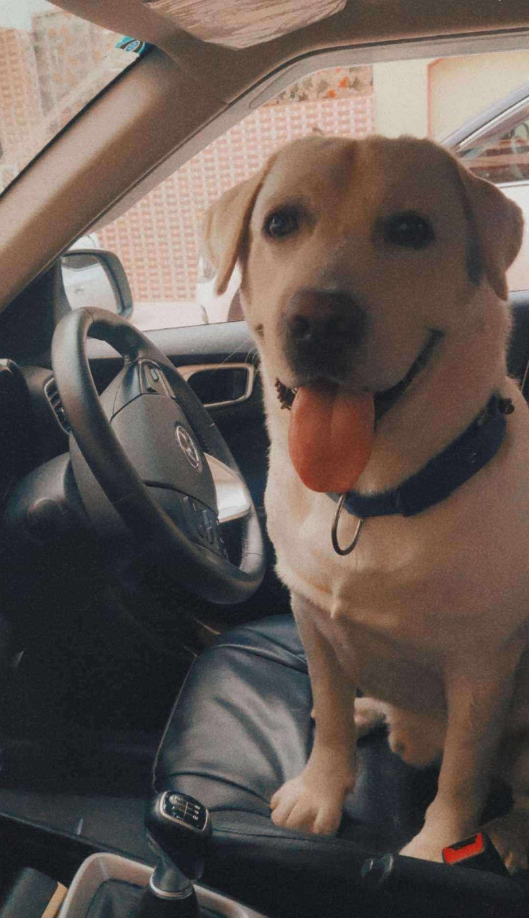 Labrador Retriever Dogs For Mating In Noida