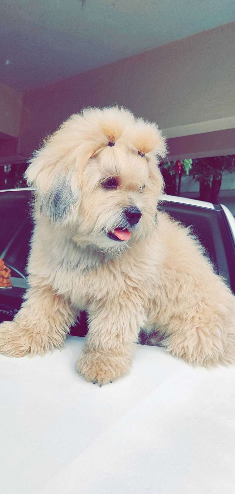 Shih Tzu Dogs For Mating In Pune