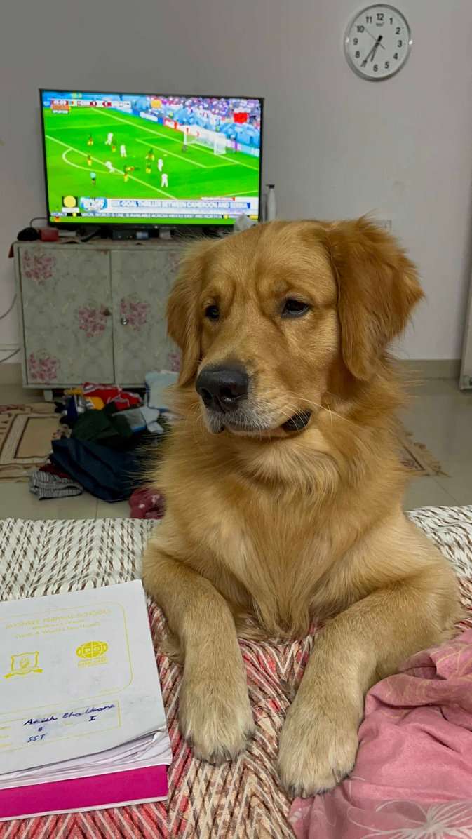 Golden Retriever Dogs For Mating In Jaipur