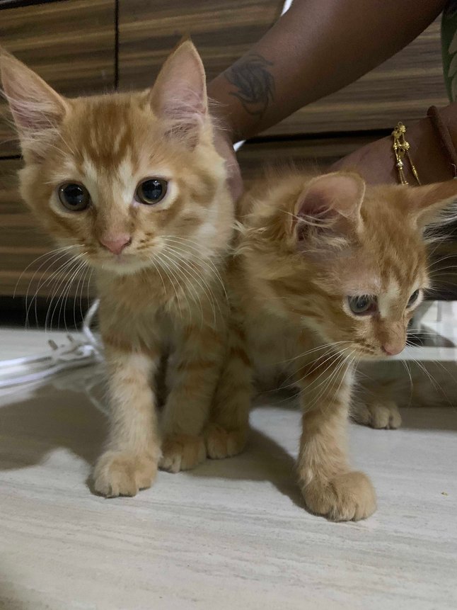Indian Breed For Adoption In Mumbai