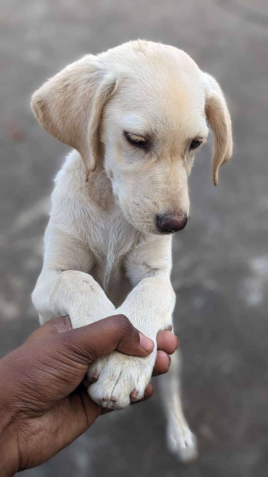 Labrador Retriever For Sale In Bangalore