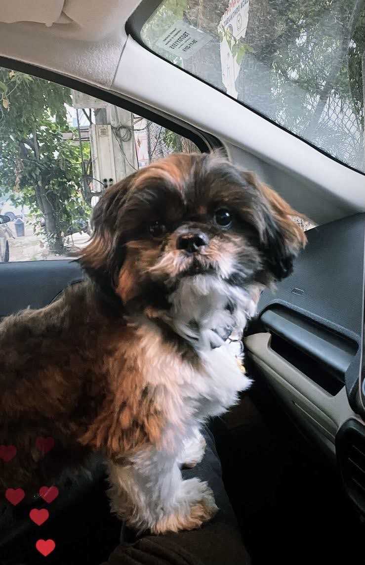 Shih Tzu Dogs For Mating In Hyderabad