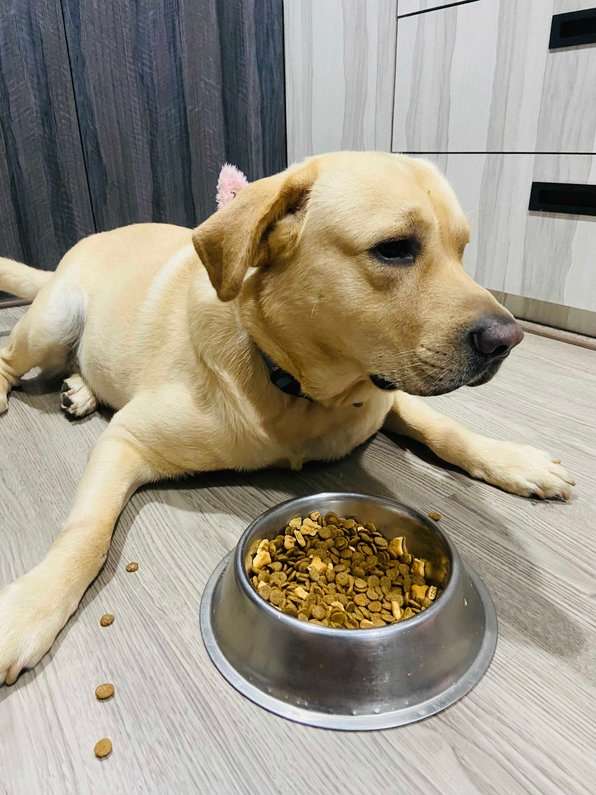 Labrador Retriever Dogs For Mating In Guwahati